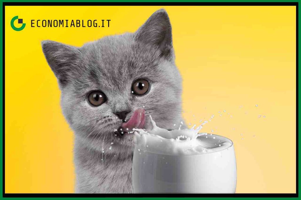 gatto latte