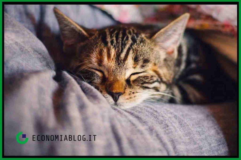 gatto domestico dorme nel letto