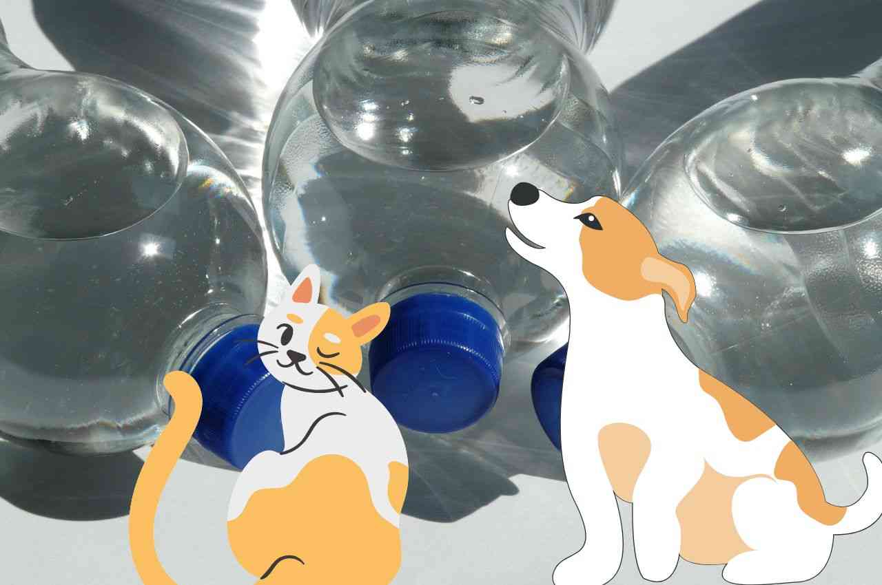 cane e gatto, bottiglie d'acqua