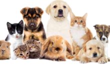animali domestici in condominio